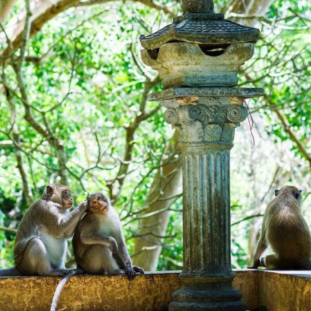 Viba Monkey Pagoda of Vung Tau - hidden gem inside the coastal city
