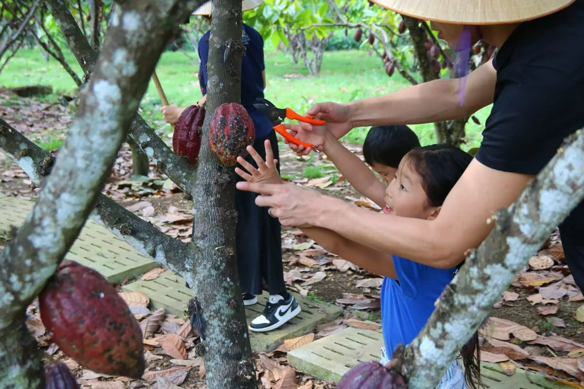 cacao farm vietnam tours