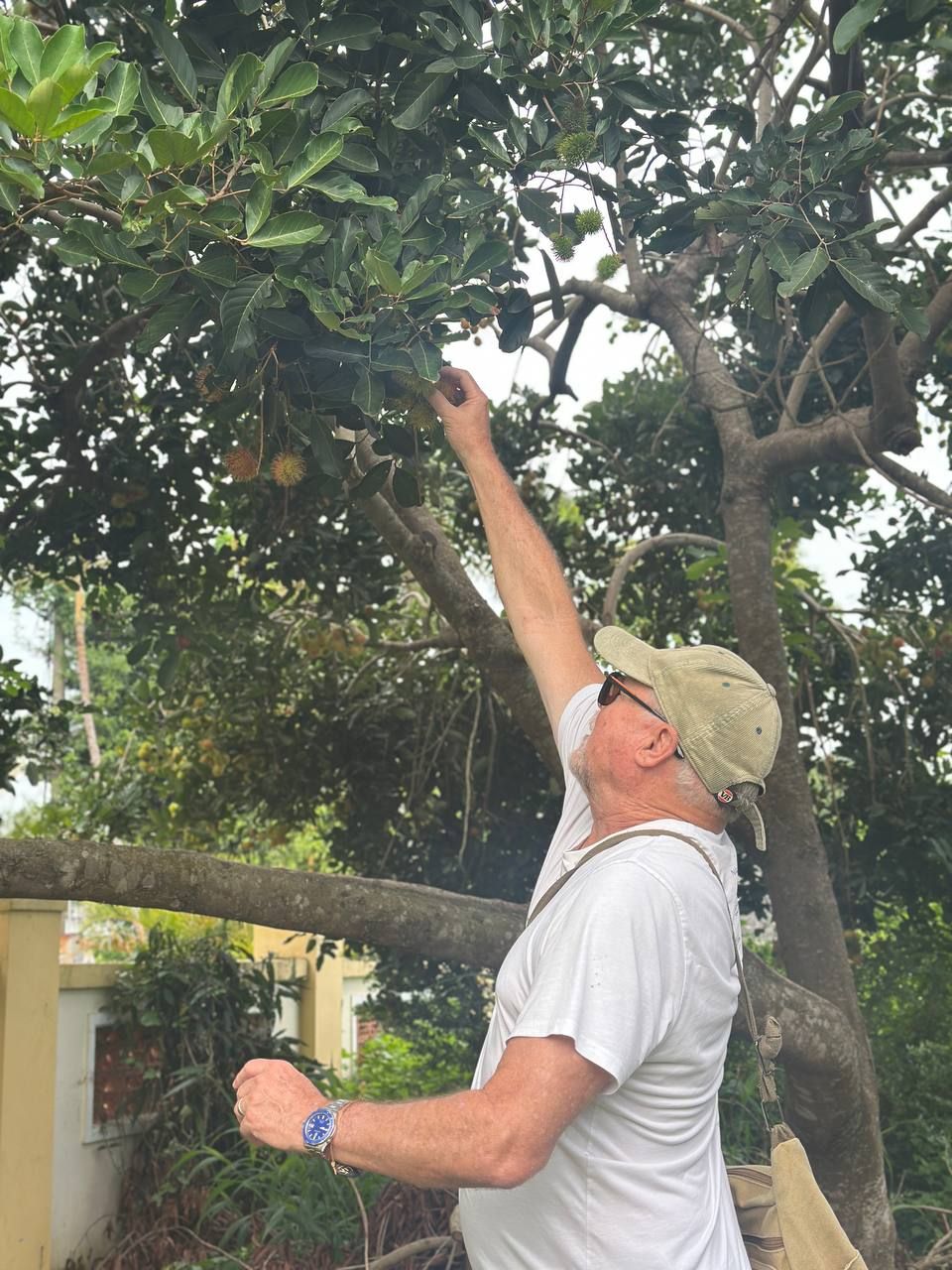 Australian tourist picking fresh rambutan fruit at a Vietnamese orchard