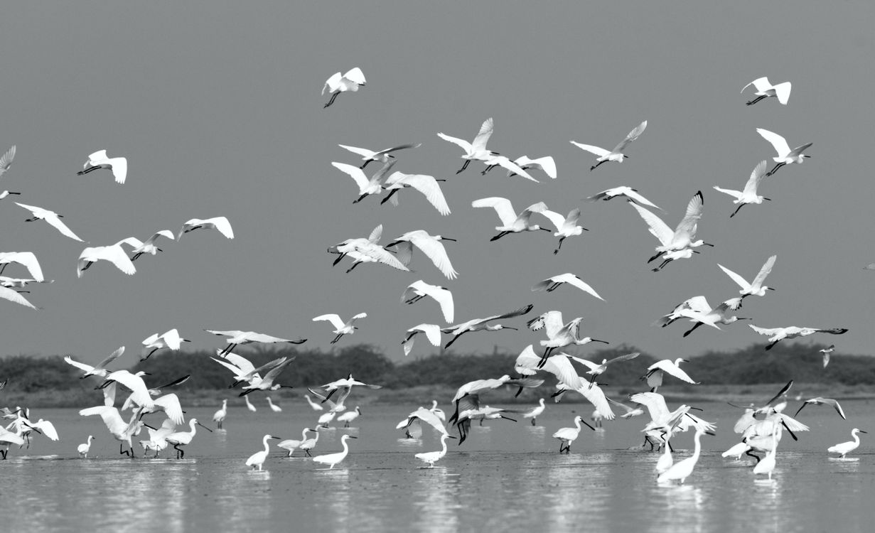 Flocks of storks flying over wetlands at dusk, like at Vam Ho Bird Sanctuary in Ben Tre