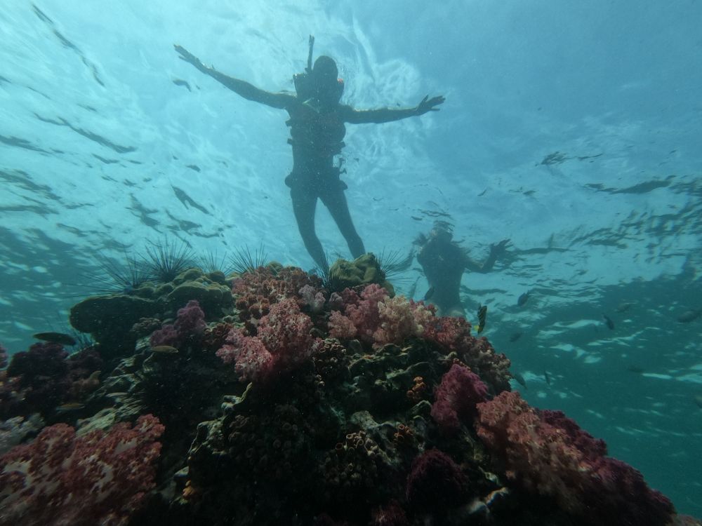Snorkelers exploring the coral reef in the Cham Island marine protected area