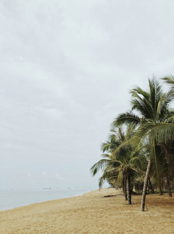 Tropical beach with palm trees — Dam Trau Beach on Con Son island is Con Dao's most famous stretch of sand