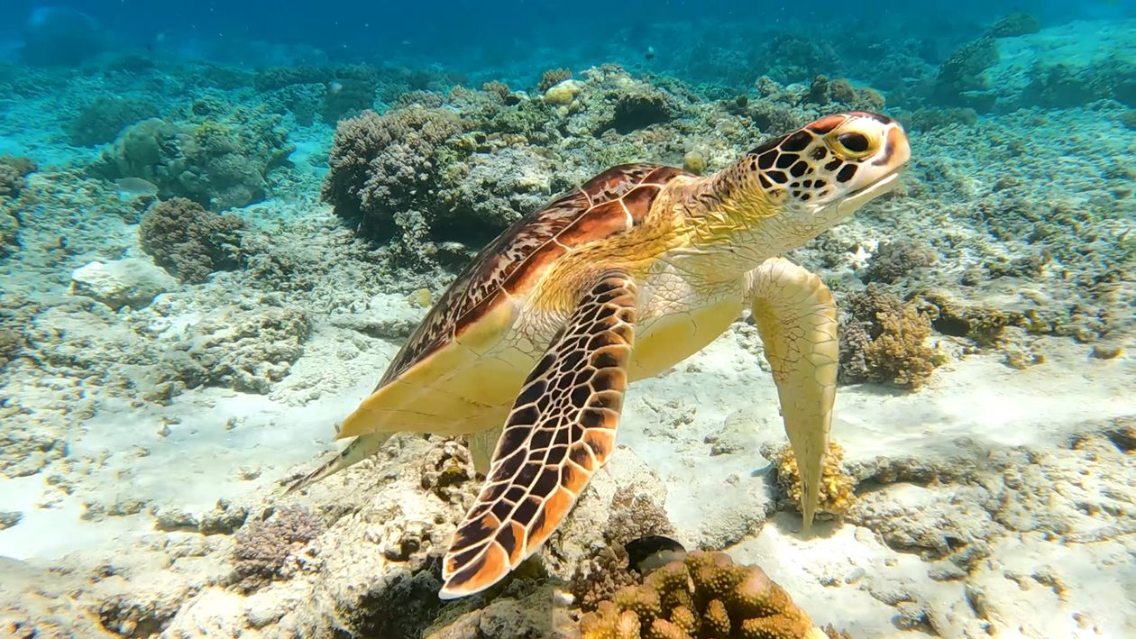 Sea turtle swimming over a coral reef — Con Dao's Bay Canh Island is a turtle nesting ground from June to September
