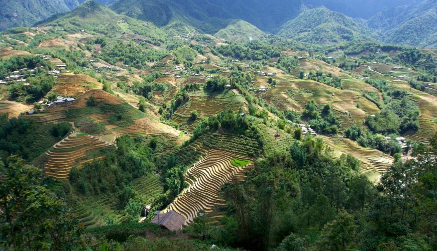Golden rice terraces in Sapa, Vietnam, at harvest time in September