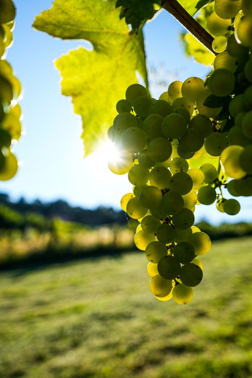 Green grapes ripening on the vine in a vineyard