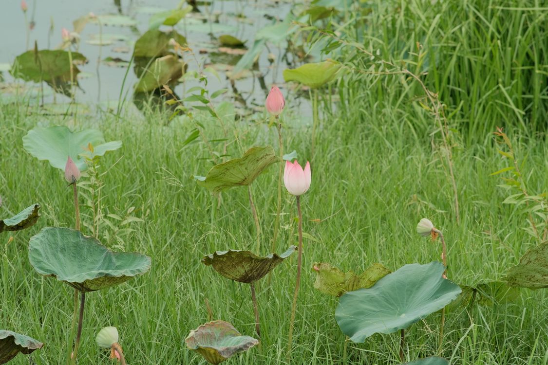 Pink lotus flowers and green pond leaves