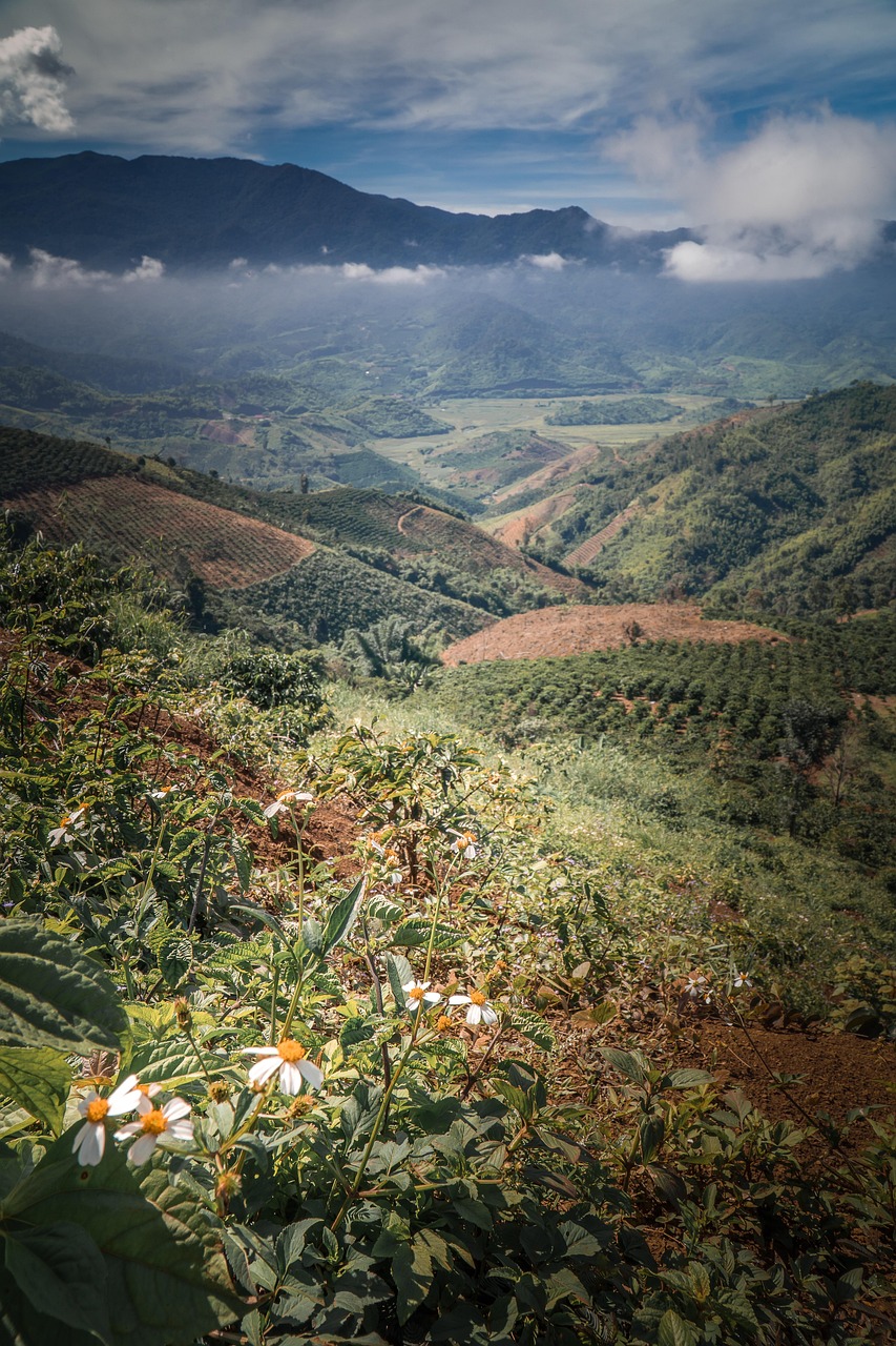 A coffee-growing landscape in the Vietnamese highlands