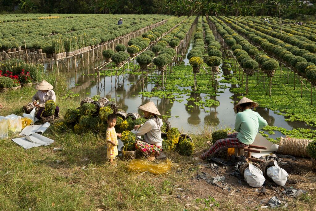 Growers tend ornamental plants beside raised beds in Sa Dec Flower Village