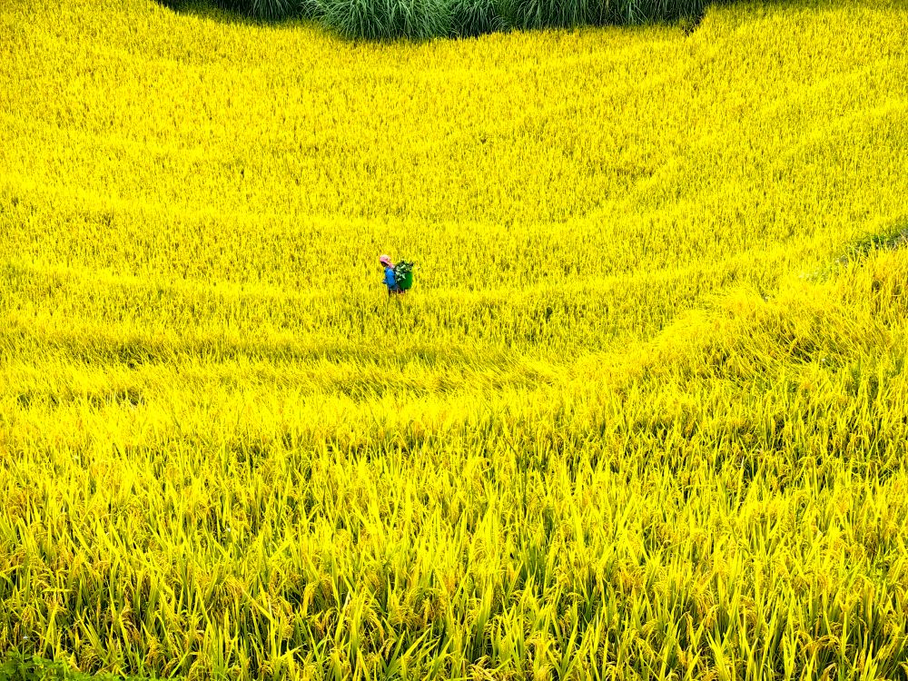 A farmer walking through golden rice terraces in Mu Cang Chai, Vietnam