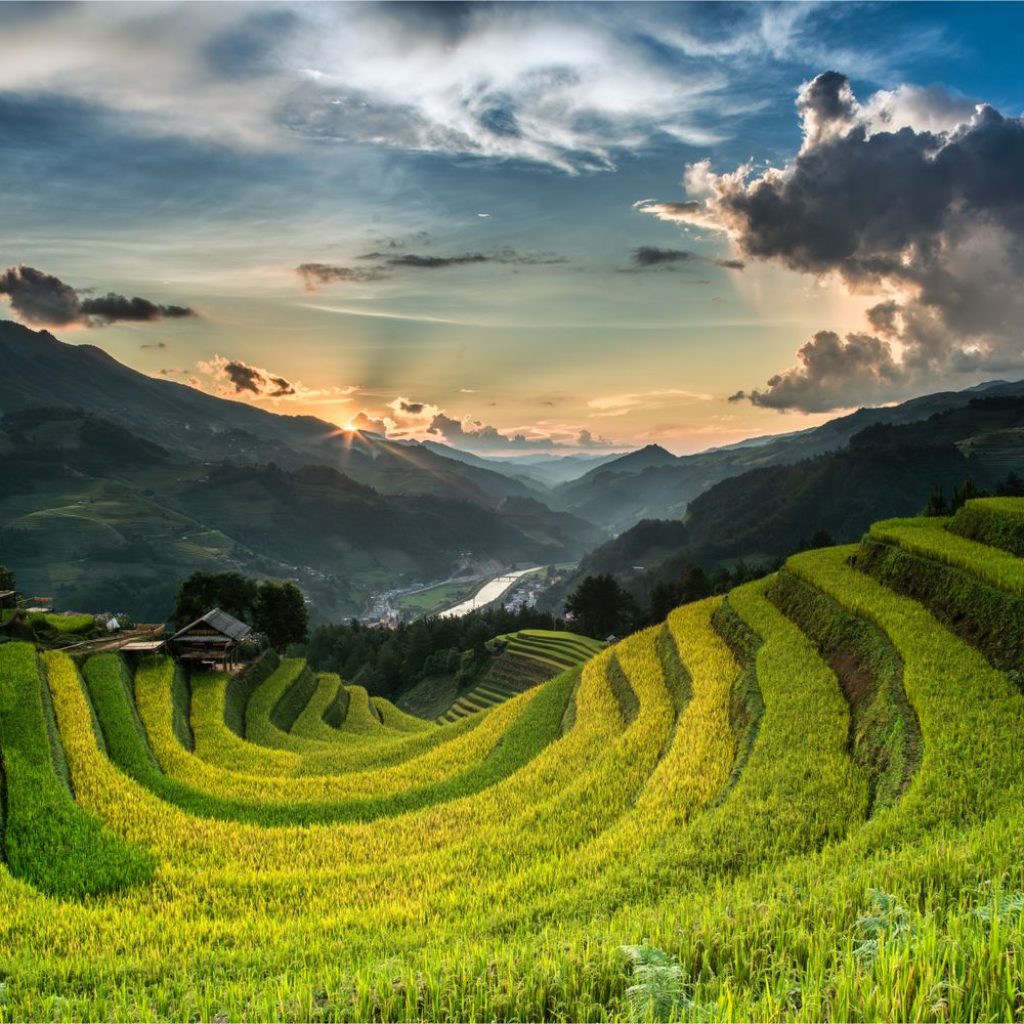Golden and green terraced rice fields on the mountainsides of Yen Bai, Vietnam