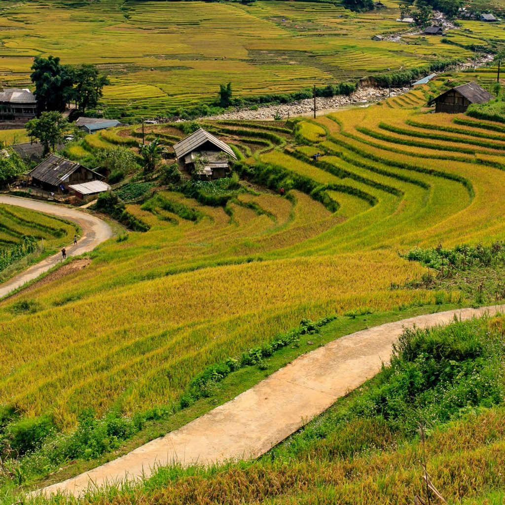 Golden standing rice terraces cascading down a mountain valley near Sapa, with farm roads and a small village amid the harvest-ready fields