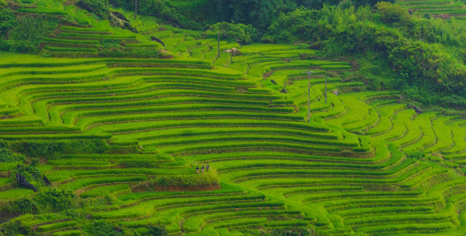 Lush green rice terraces cascading down a Vietnamese mountainside