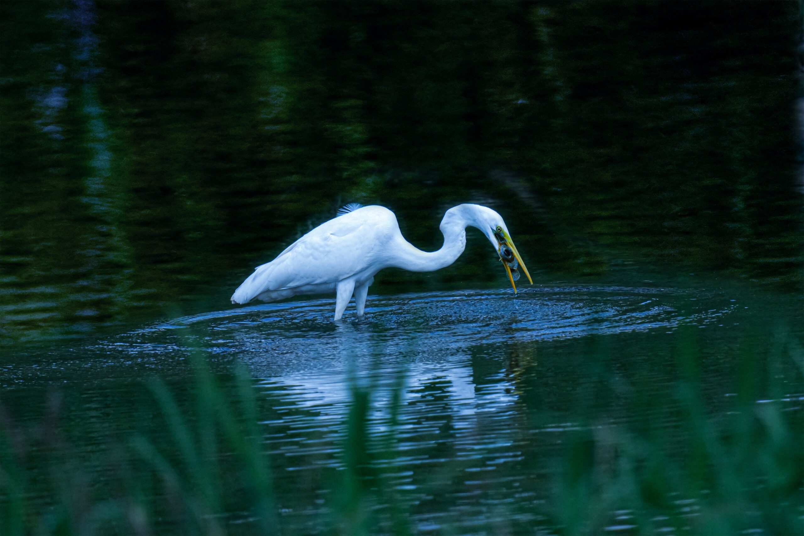 A great egret lowers its bill into water to catch prey