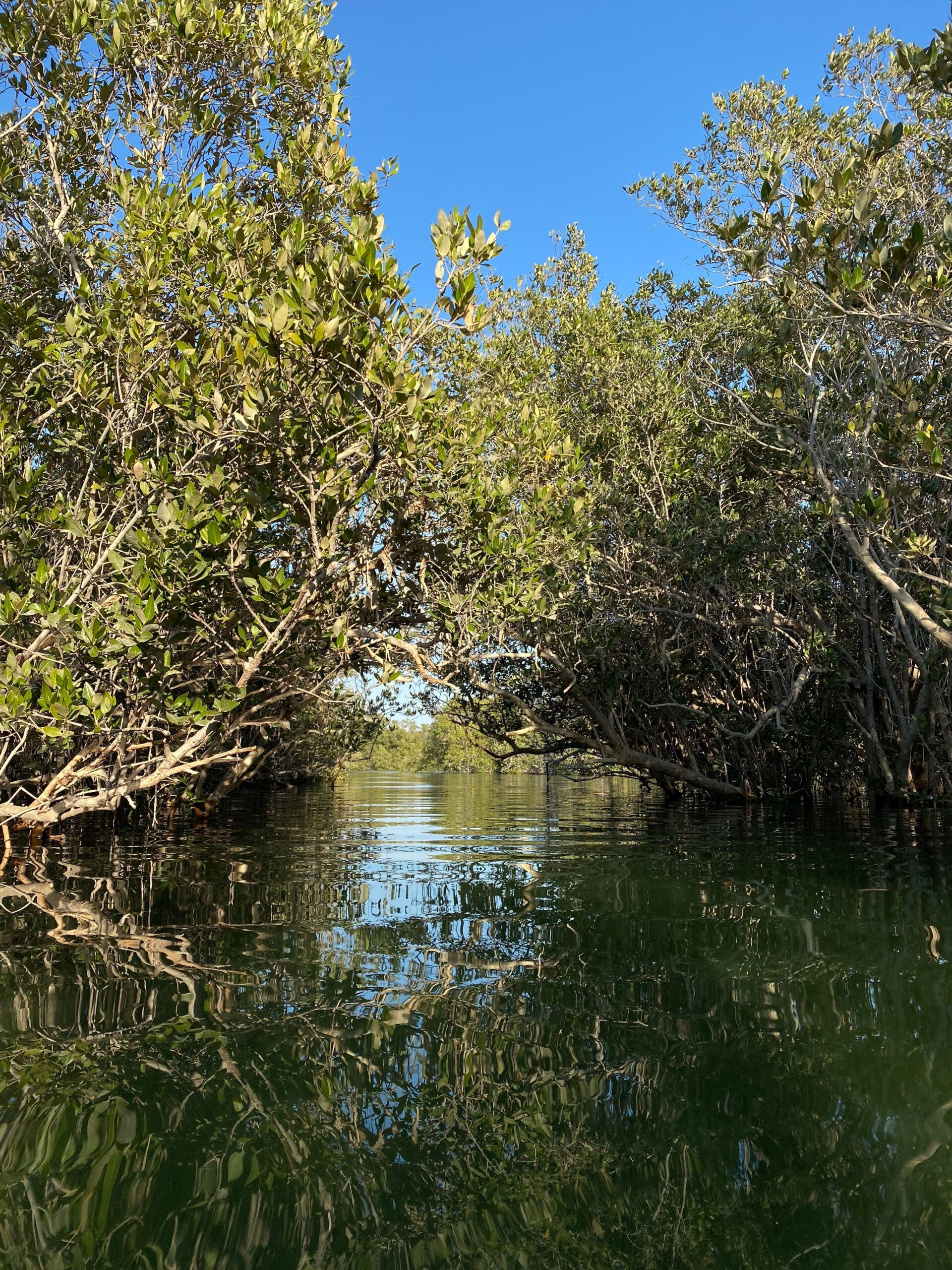 Mangrove trees line a calm waterway beneath a clear sky