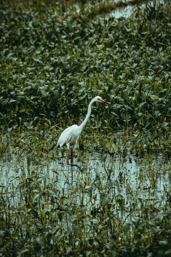 A great egret stands among green wetland plants in shallow water