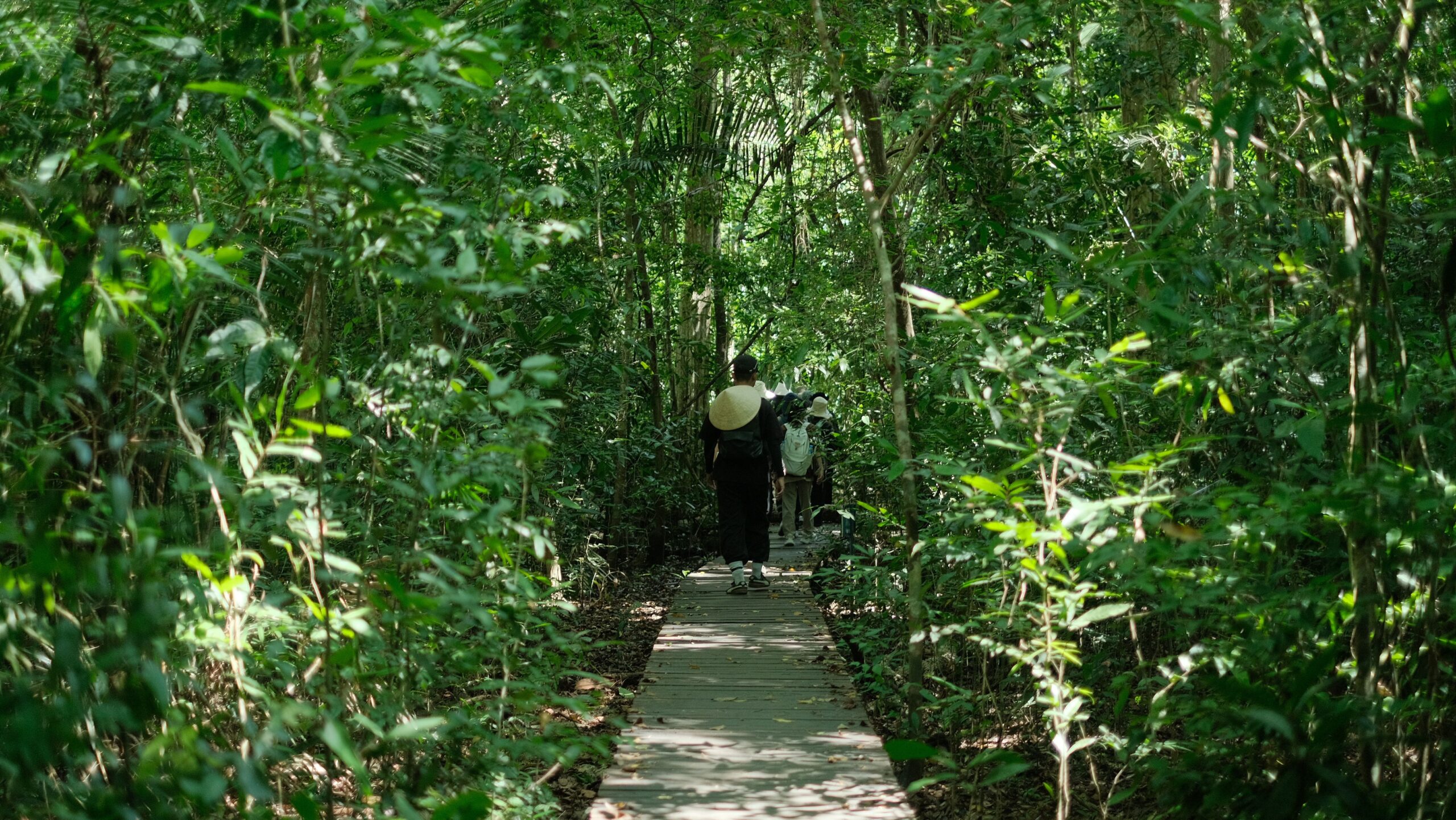 Hikers walking along a wooden boardwalk through dense green forest