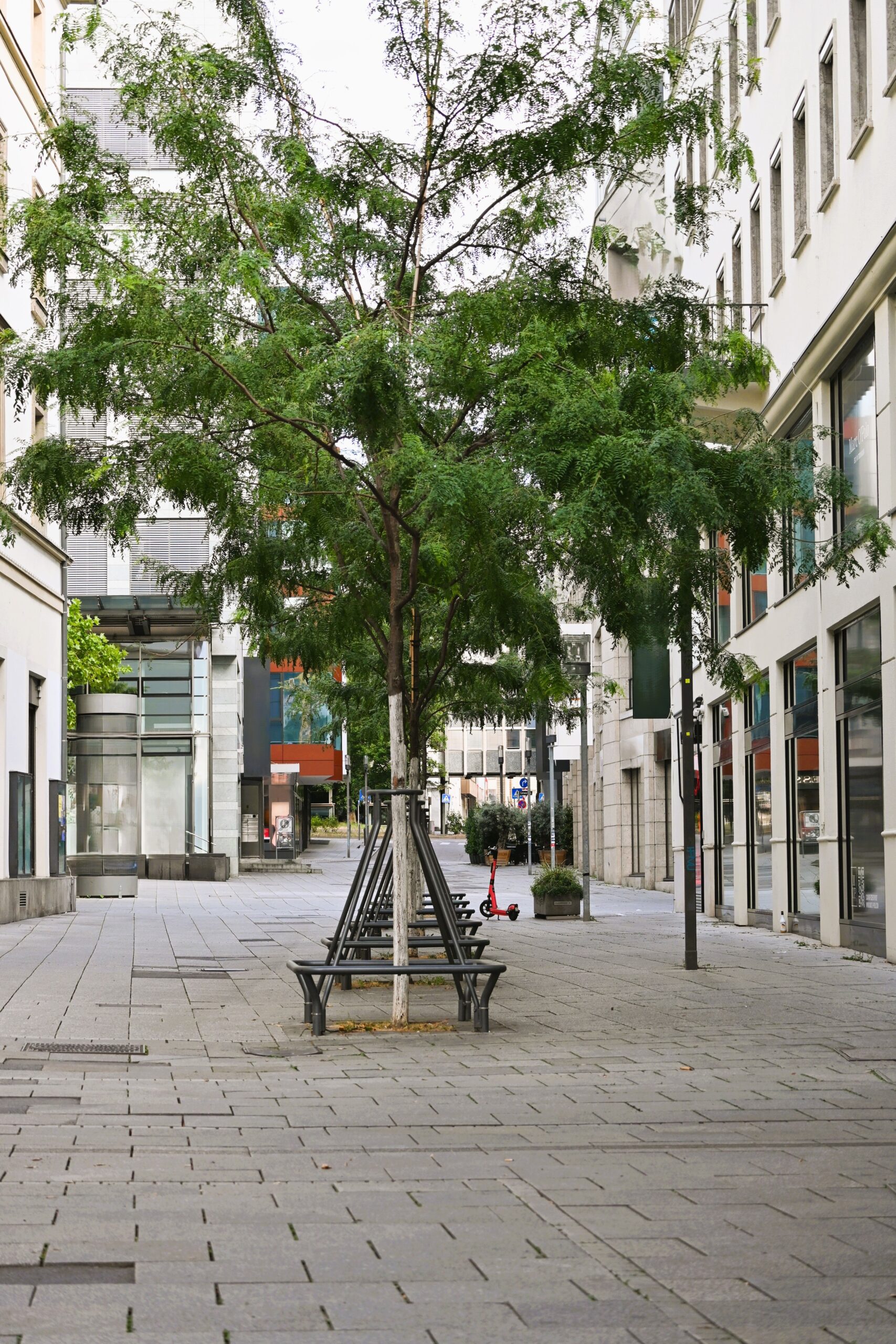 A pedestrian street in Stuttgart with a tree and benches