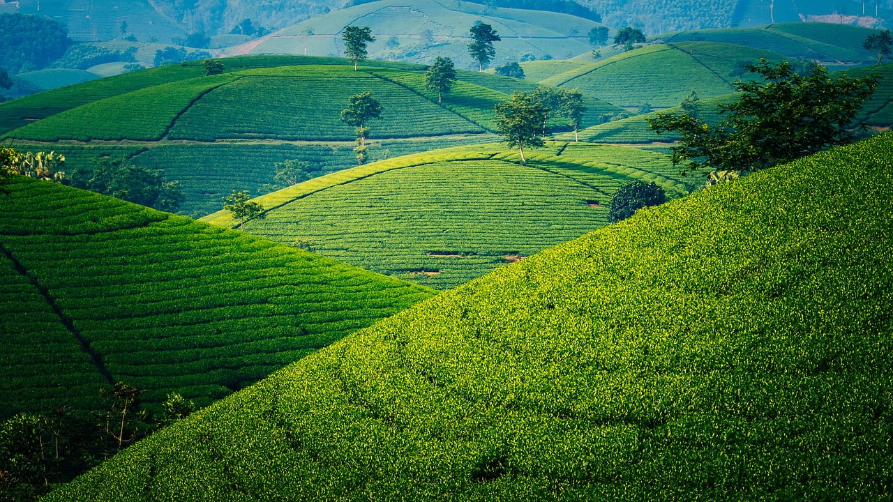 Curved rows of green tea plants and scattered trees on the hills of Long Coc.
