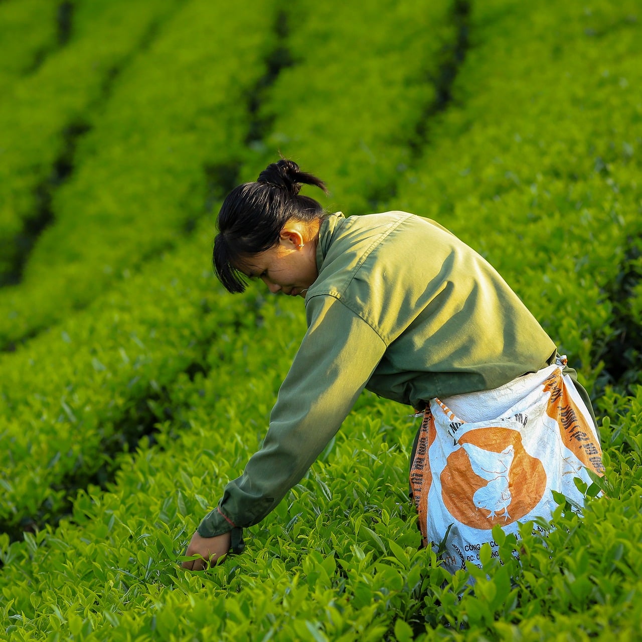A worker picks tea leaves among green tea bushes in Long Coc.
