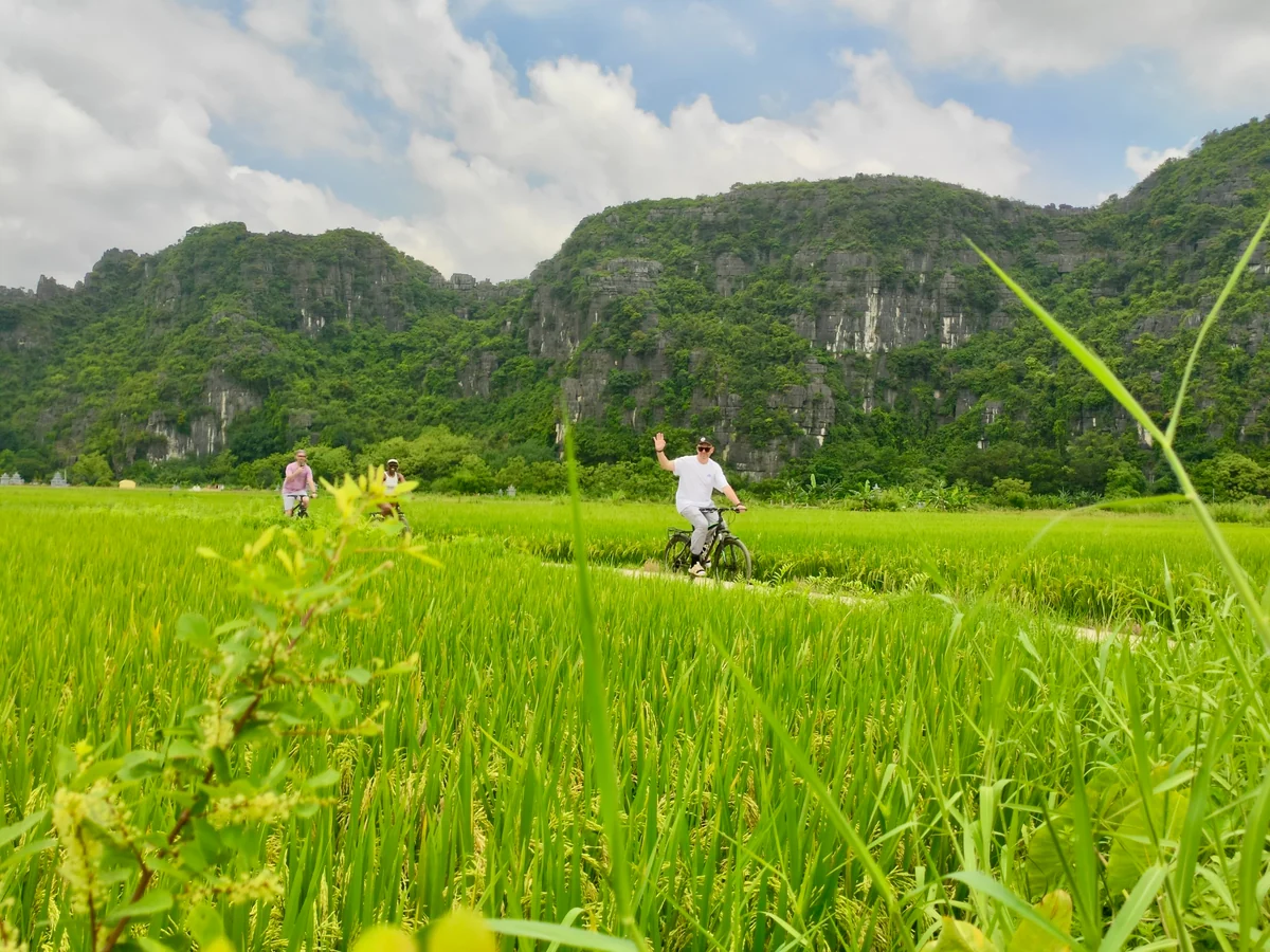 Guests cycling through green rice fields in Ninh Binh