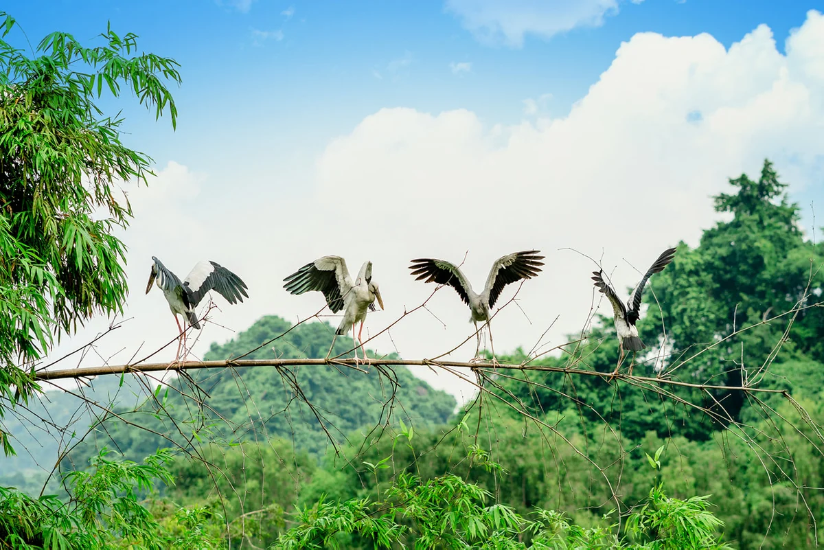 Birds spreading their wings on a branch in Thung Nham
