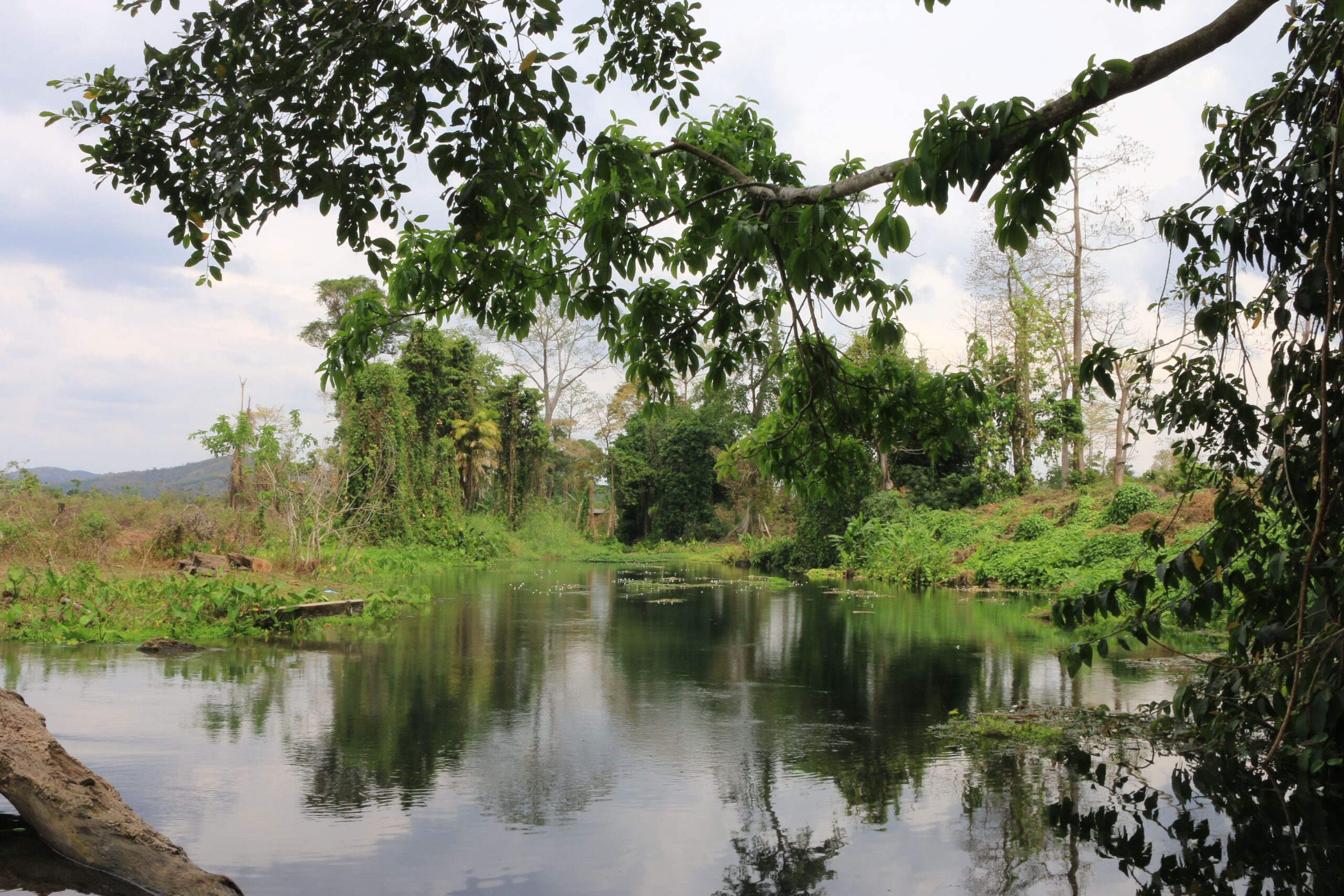 Calm river bordered by leafy trees and green banks in Vietnam