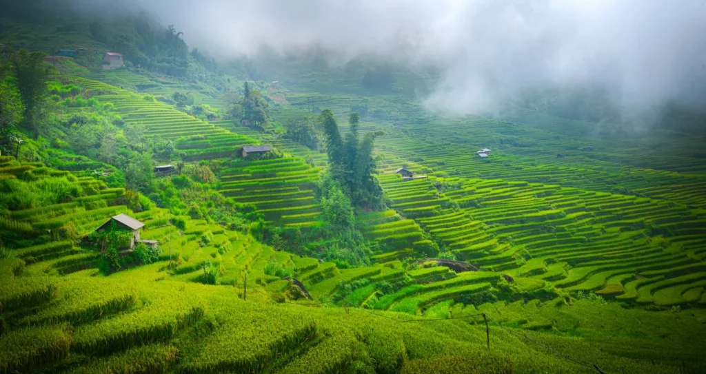 Terraced rice fields in Vietnam under a misty sky.