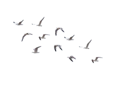 Bird illustration